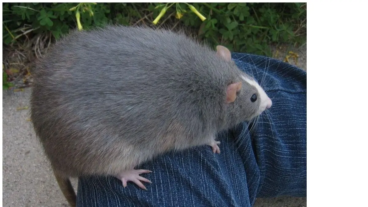 Screenshot of Big Rat