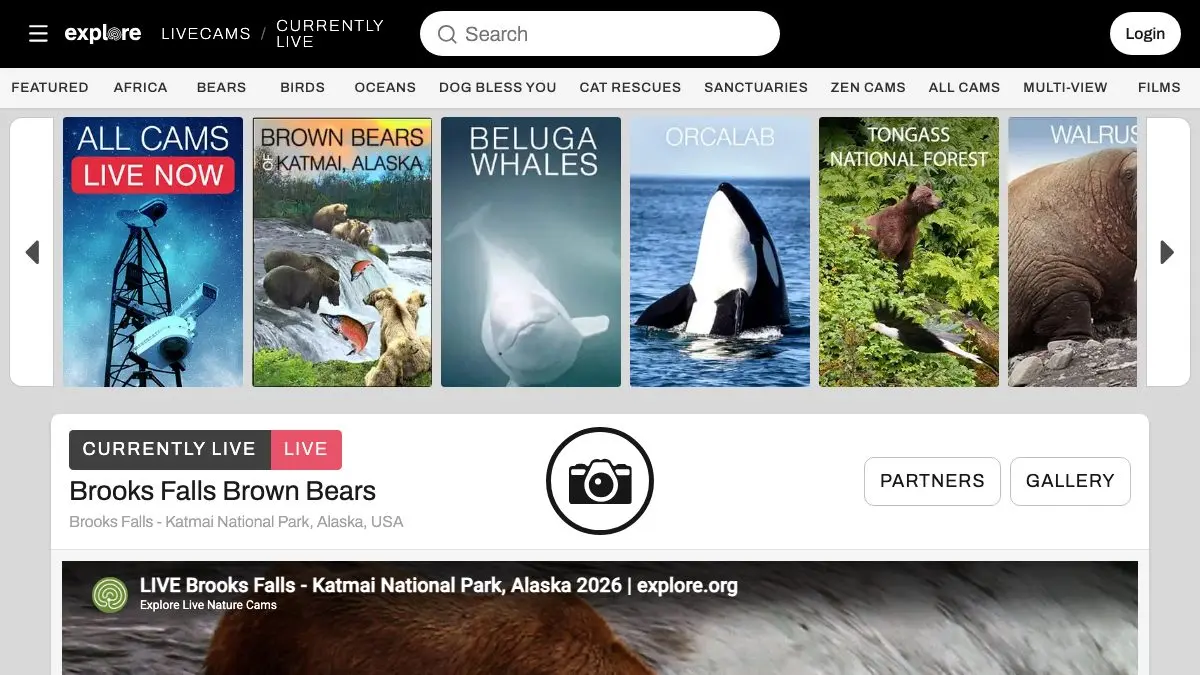 Screenshot of Explore.org Live Cams